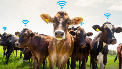 The Technological Problem of Cows